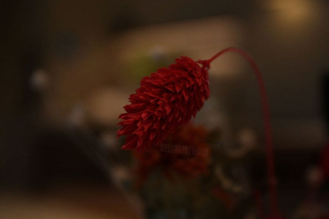 花心庵いけばな 11