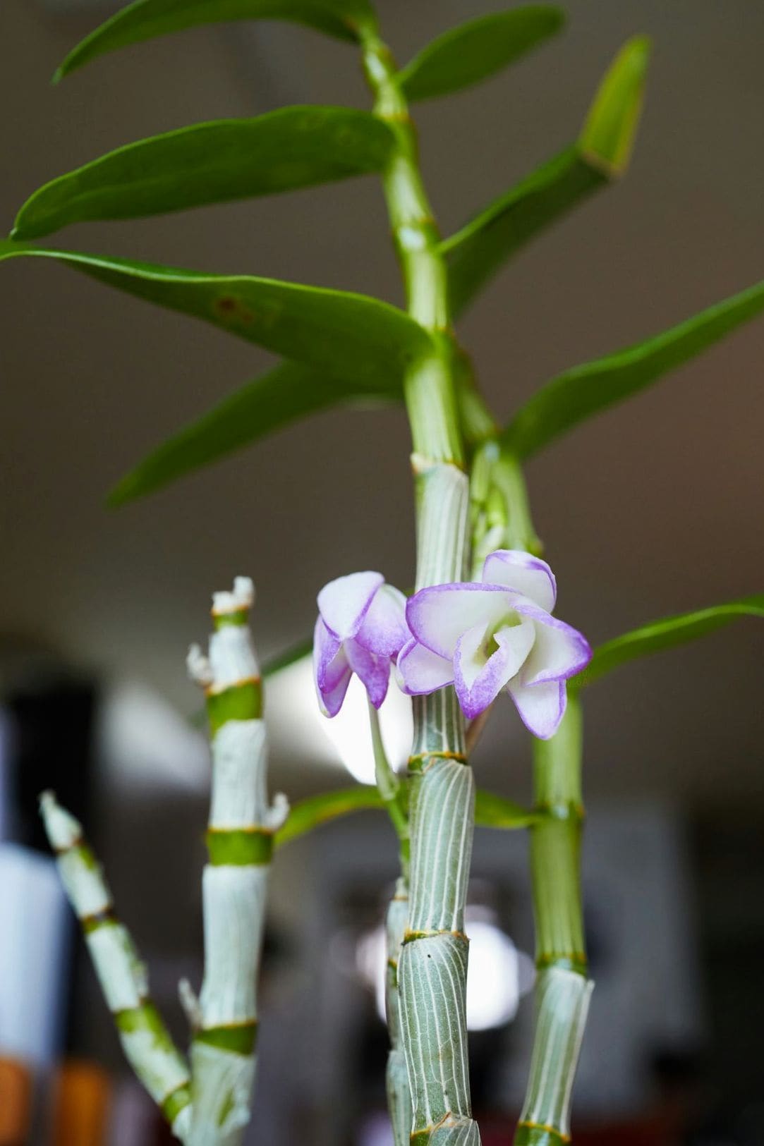 花心庵いけばな 12